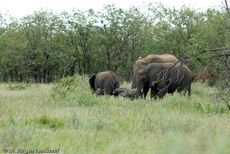 Afrikanischer Elefant (124 von 131).jpg